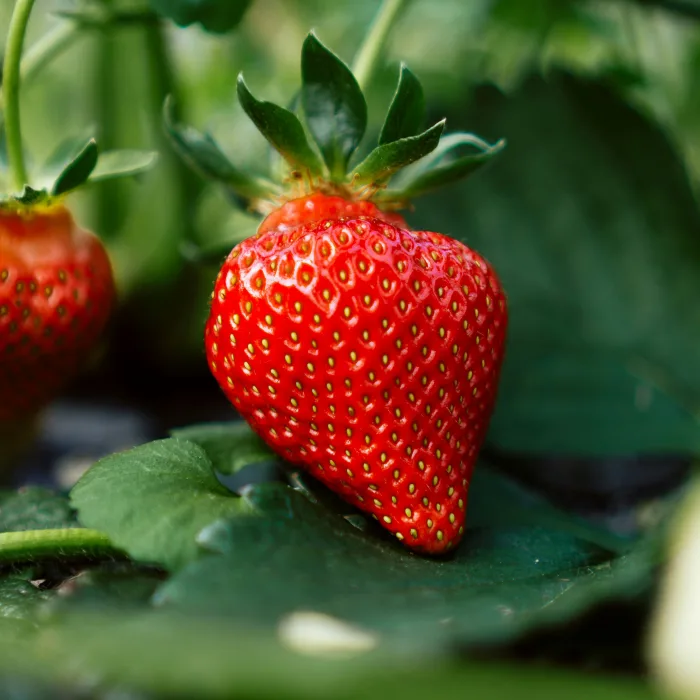 Fraise fraiche en nature fresh strawberry in nature